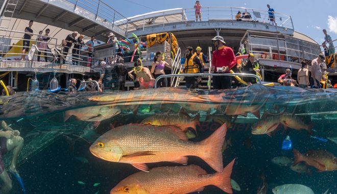 quicksilver fishfeeding