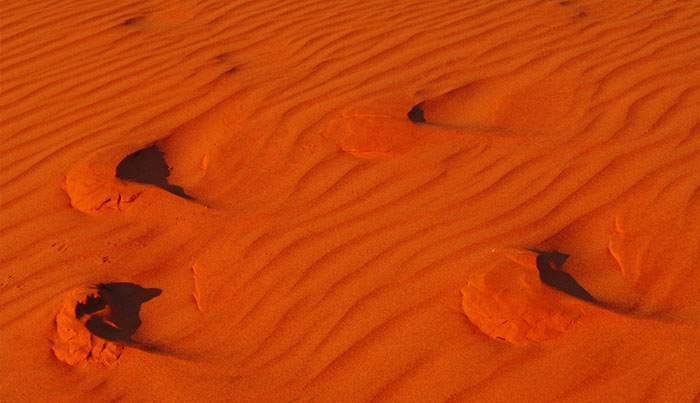 red centre journery tour emu run experience5