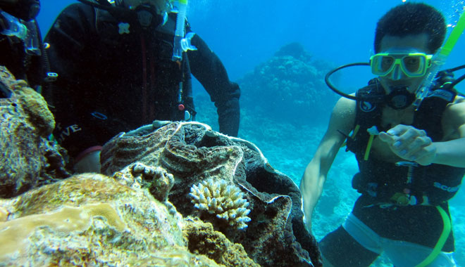 reef experience divers