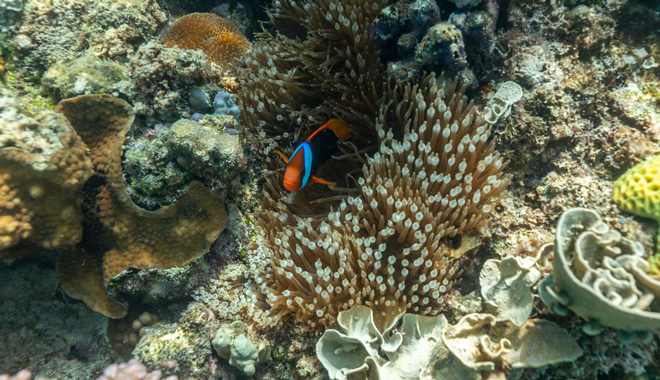 reef quest whitsundays 005