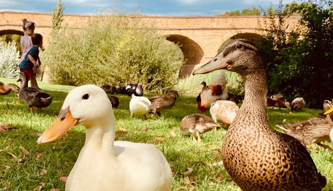 richmond bridge ducks