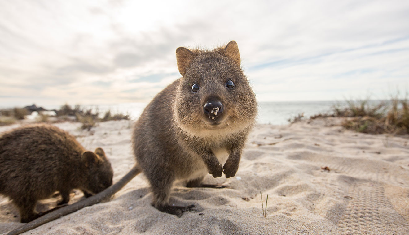 rottnest island banner