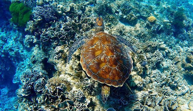 sail snorkel whitehaven4