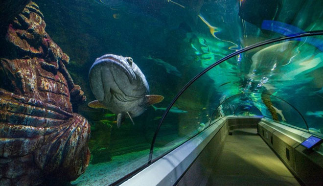 sea life sunshine coast aquarium2