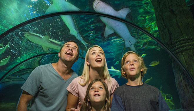 sea life sunshine coast aquarium3