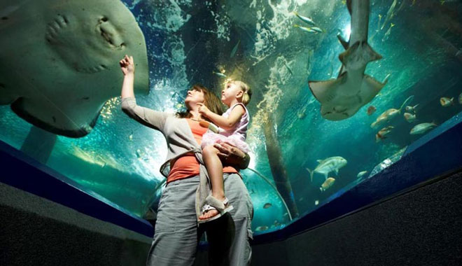 sea life sunshine coast aquarium5
