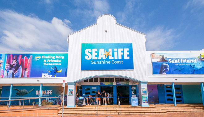 sea life sunshine coast aquarium6