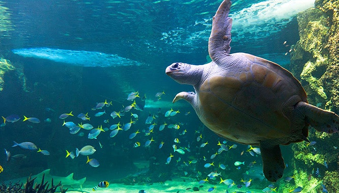 sea life sydney aquarium 16 jpg