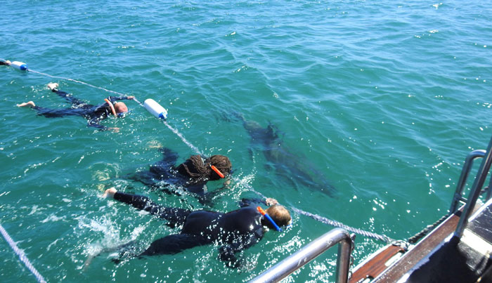 seal dolphin swim on maureen1