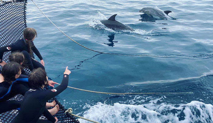 seal dolphin swim on maureen11