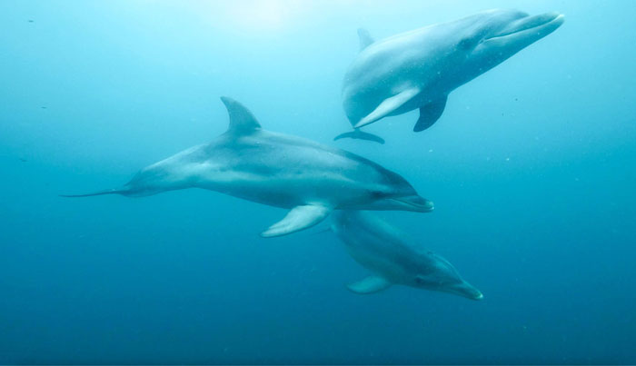 seal dolphin swim on maureen2