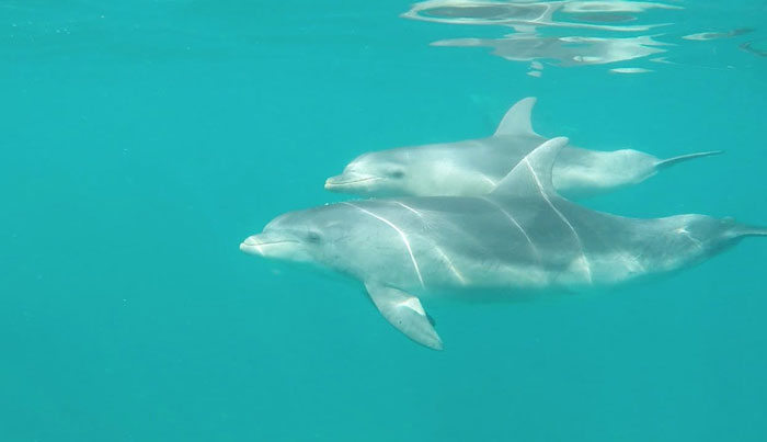 seal dolphin swim on maureen3
