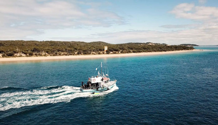 seal dolphin swim on maureen4