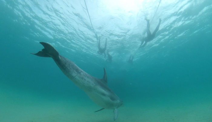 seal dolphin swim on maureen5