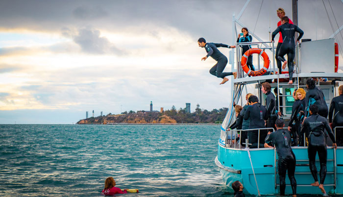 seal dolphin swim on maureen6