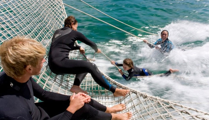 seal dolphin swim on maureen7