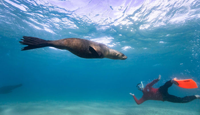 seal dolphin swim on maureen8