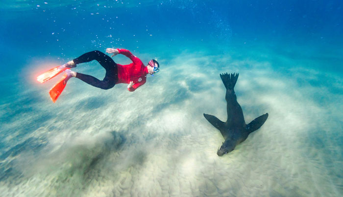 seal dolphin swim on maureen9