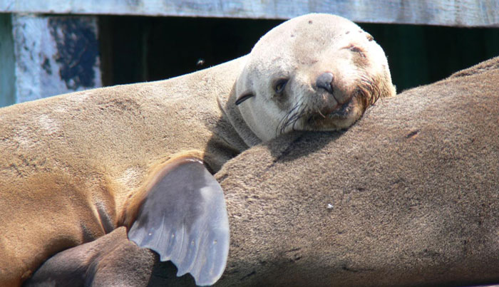 seal swim snorkelling tour 90 minutes4