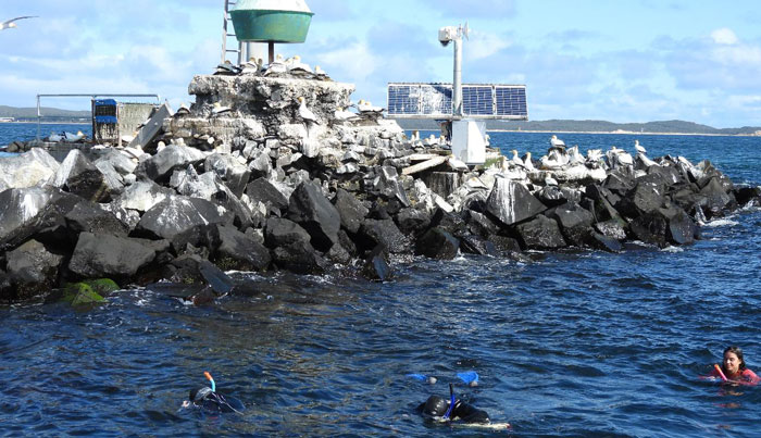 seal swim snorkelling tour 90 minutes5