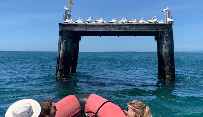 seal swim snorkelling tour 90 minutes6