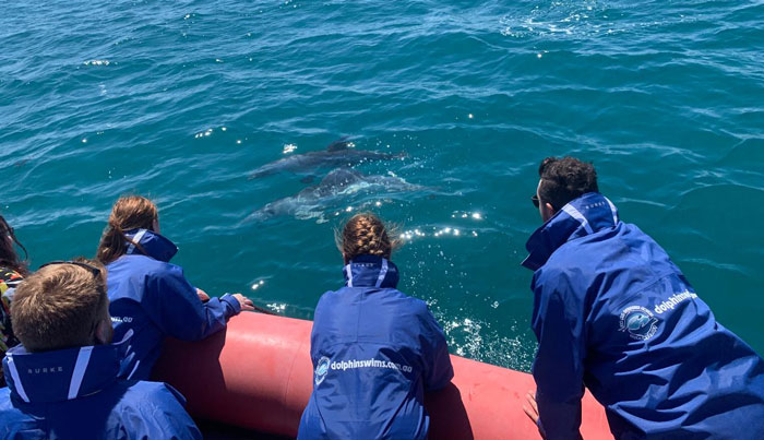 seal swim snorkelling tour 90 minutes7