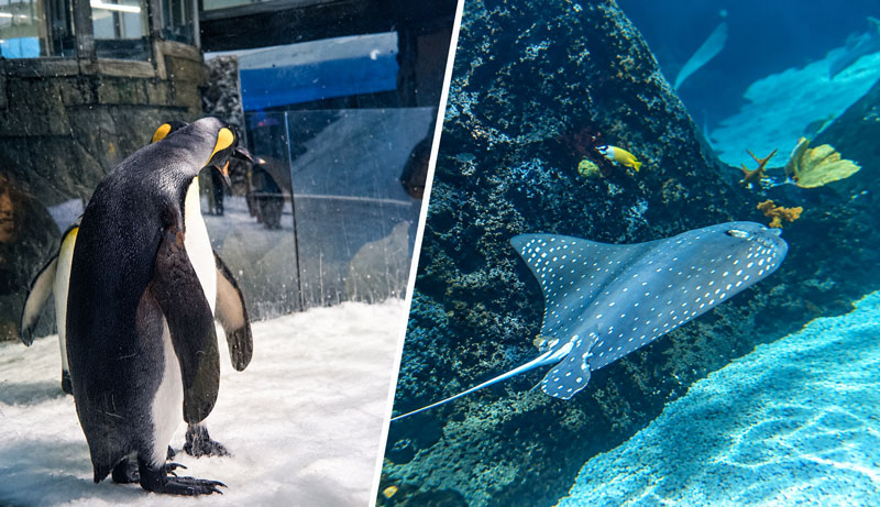 sealife 3001