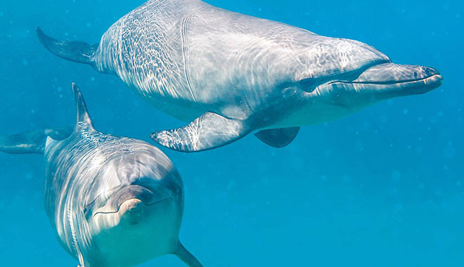 seaworld 11