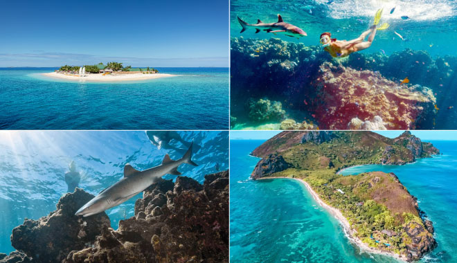 sharks fiji snorkeeliing 551