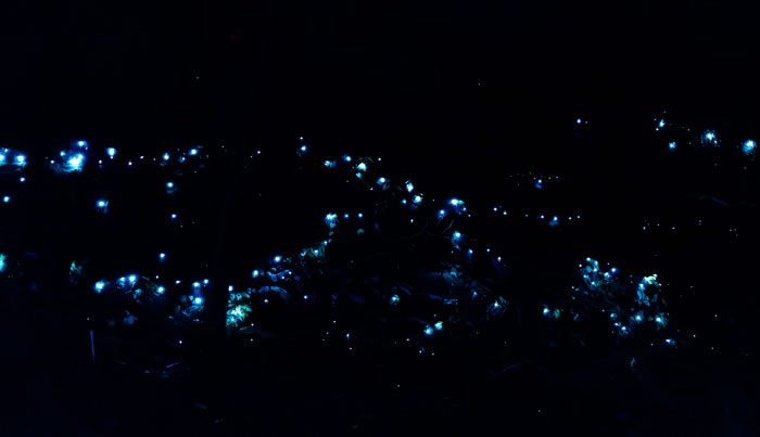southern cross Glow Worm 009
