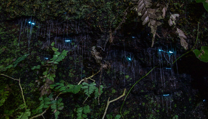 southern cross Glow Worm 010