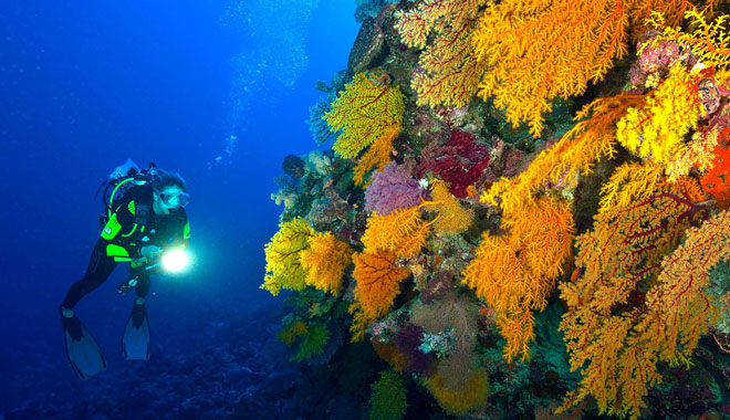 spirit of freedom liveaboard trip 4 night coral sea ribbon reef trip cairns1