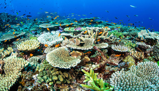 spirit of freedom liveaboard trip 4 night coral sea ribbon reef trip cairns10