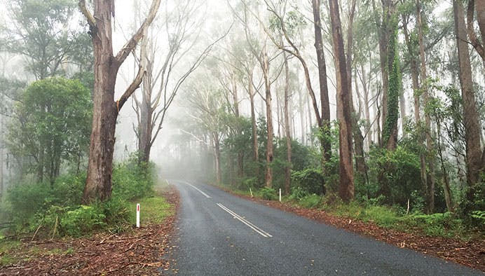 springbrook natural bridge 10 jpg
