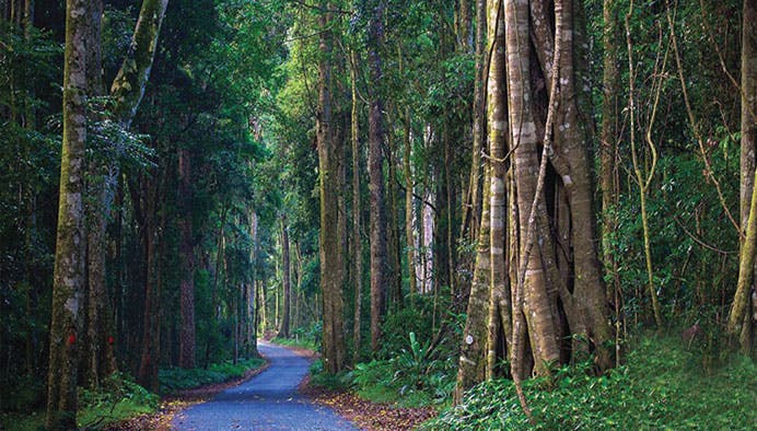 springbrook natural bridge 2 jpg