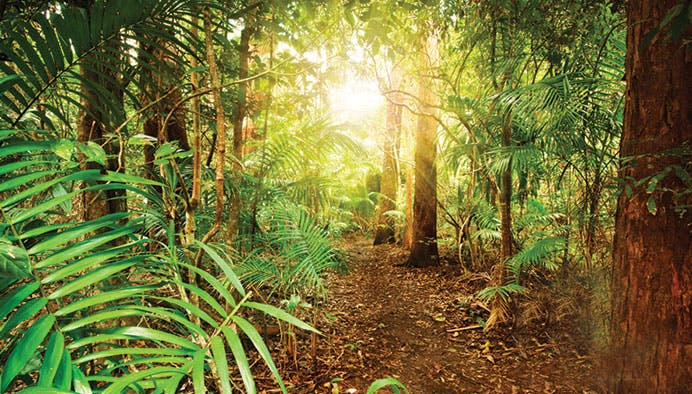 springbrook natural bridge 3 jpg