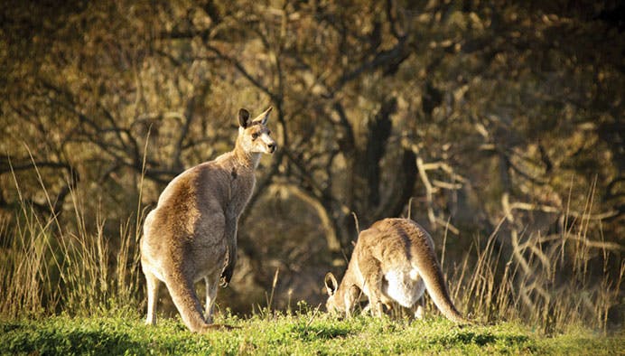 springbrook natural bridge 7 jpg
