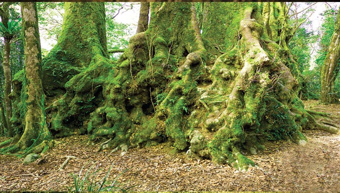 springbrook natural bridge 8 jpg