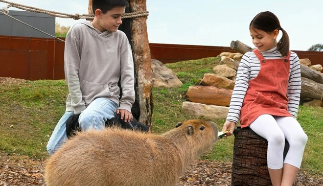 syd zoo Capybara web