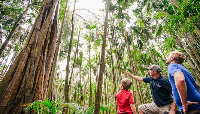 tamborine mountain 10 jpg