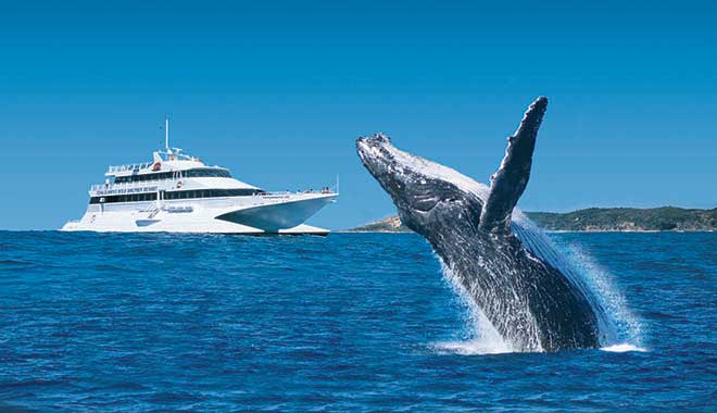 tangalooma dolphin watching 2