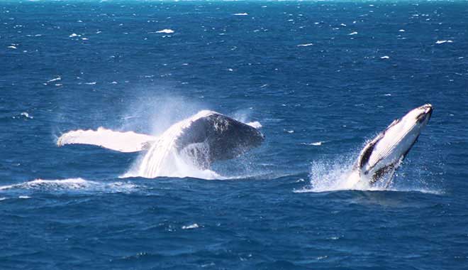 tangalooma dolphin watching 3