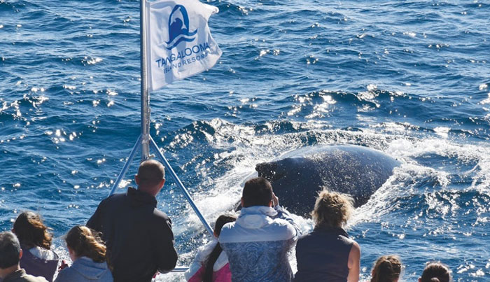 tangalooma whale 5001