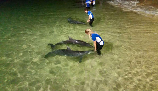 tanglooma dolphin viewing 002