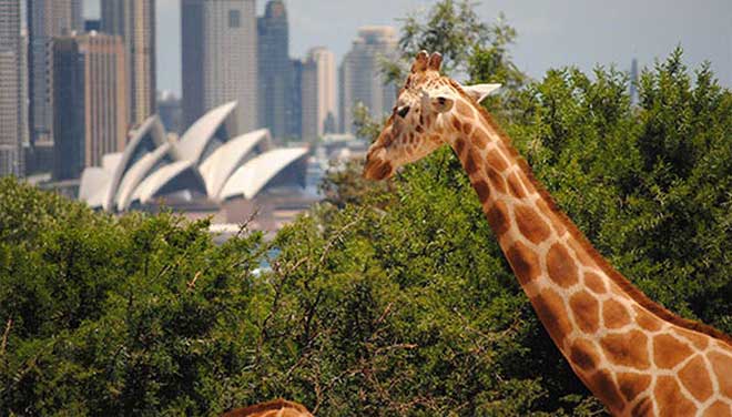 taronga zoo harbour cruise package 2 jpg