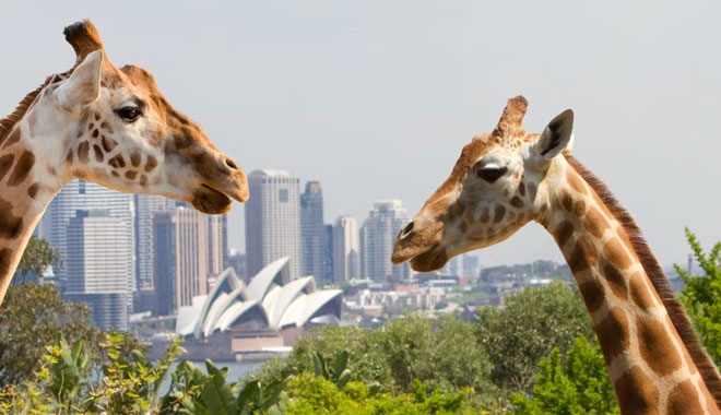 taronga zoo3