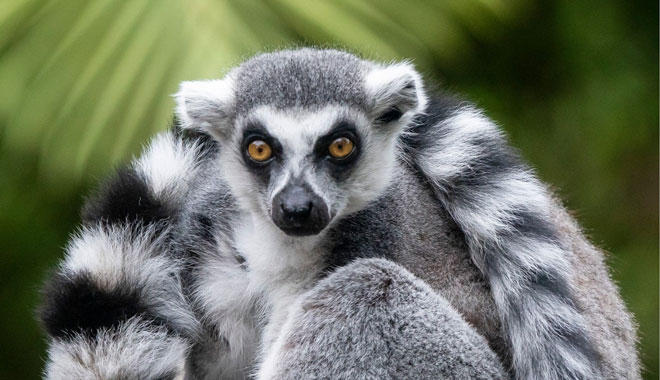 taronga zoo4