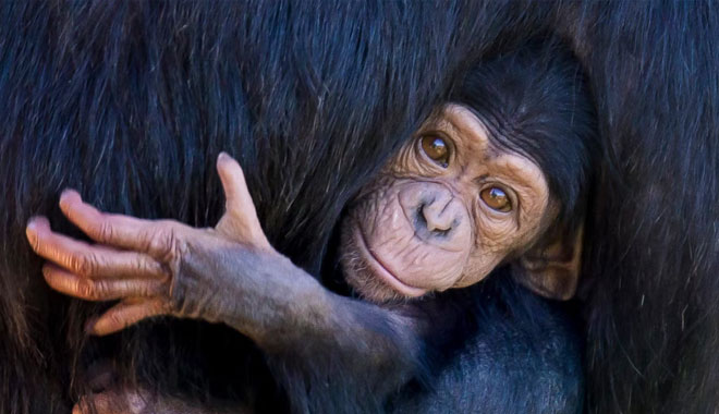 taronga zoo4