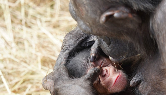 taronga zoo5