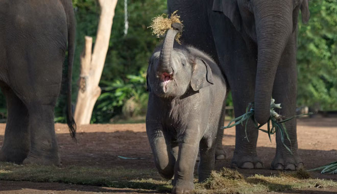 taronga zoo5